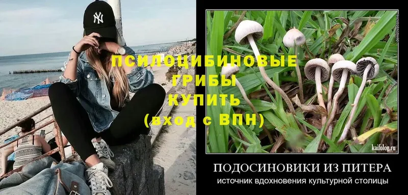 где купить наркоту  Кузнецк  Псилоцибиновые грибы Magic Shrooms 